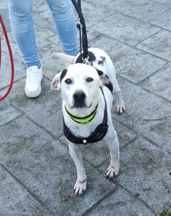 Pecas en adopción