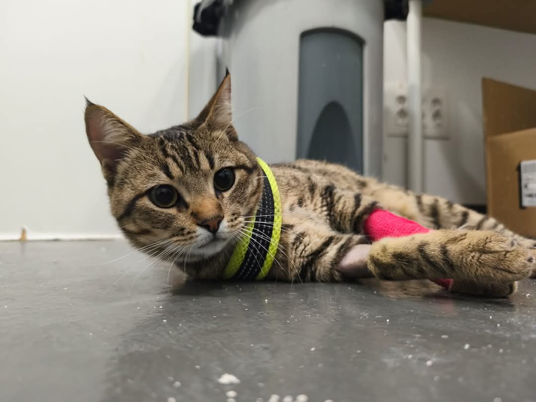 Gato urxente en adopción