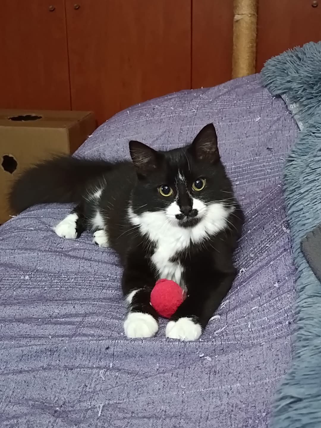 Gato en adopción