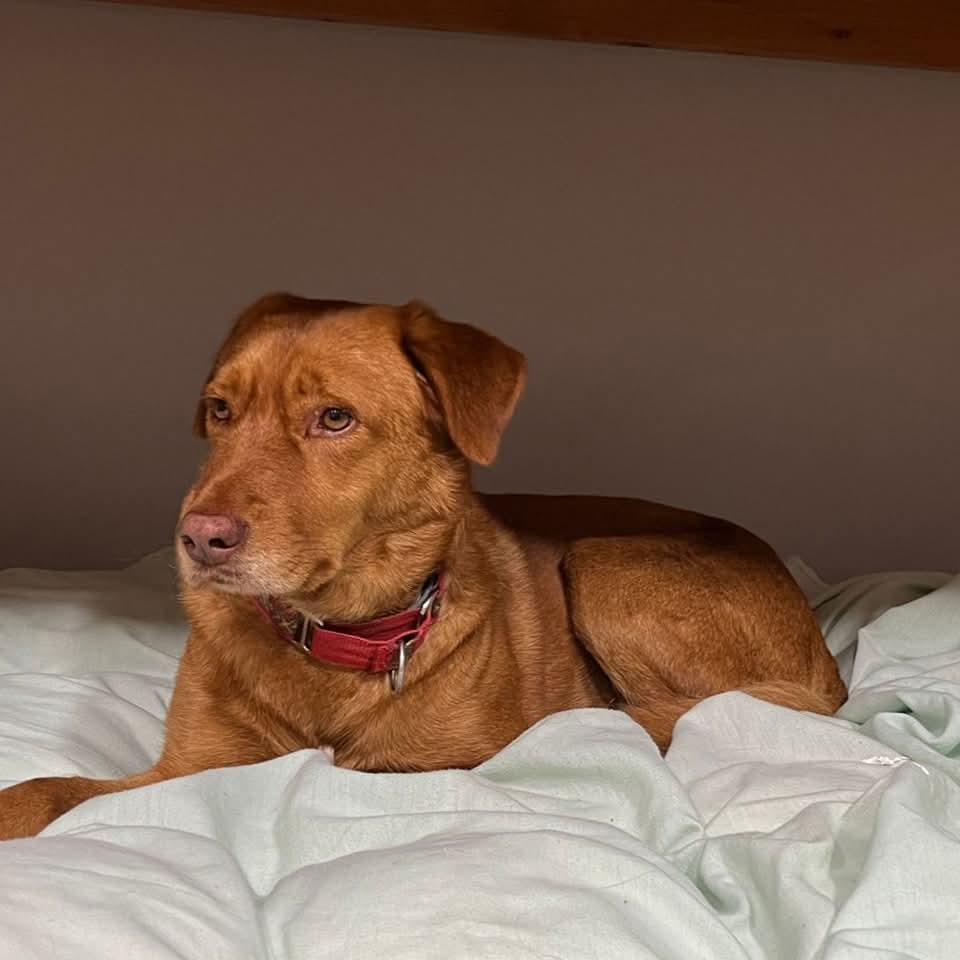 Cachorro mestizo marrón agachado nun rincón, con ollos espantados