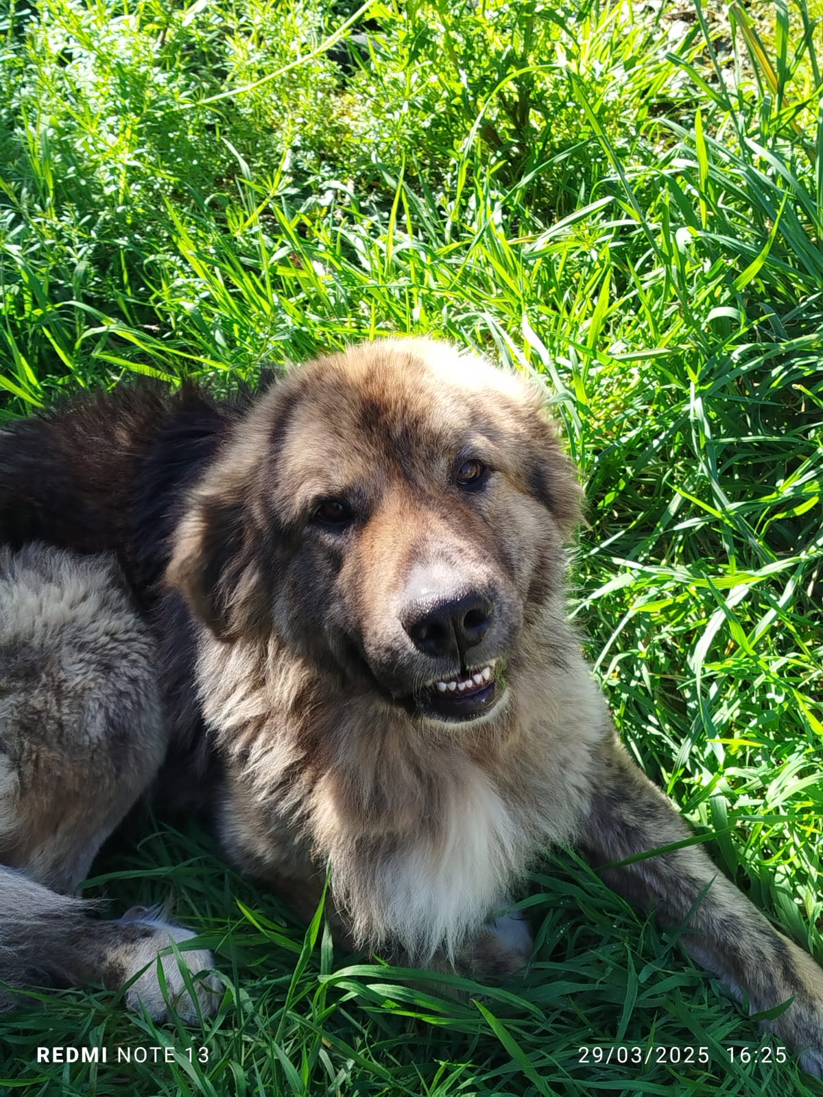 Apolo