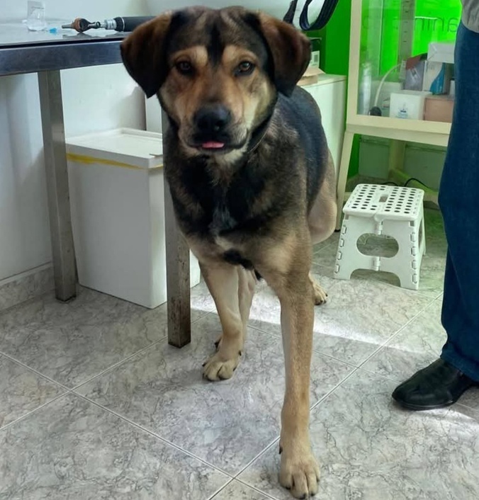 Lobito
