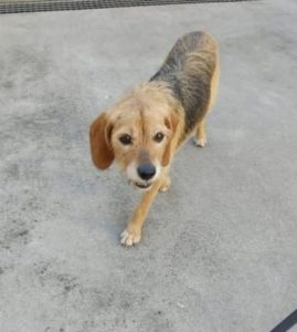 Cinza