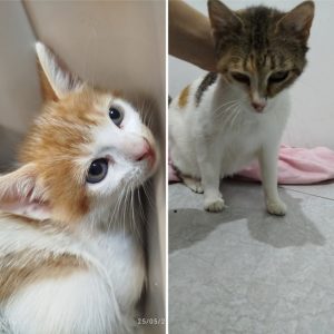 Mamá Tricolor e Bebé Rubiño