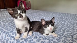 Tim e Tom