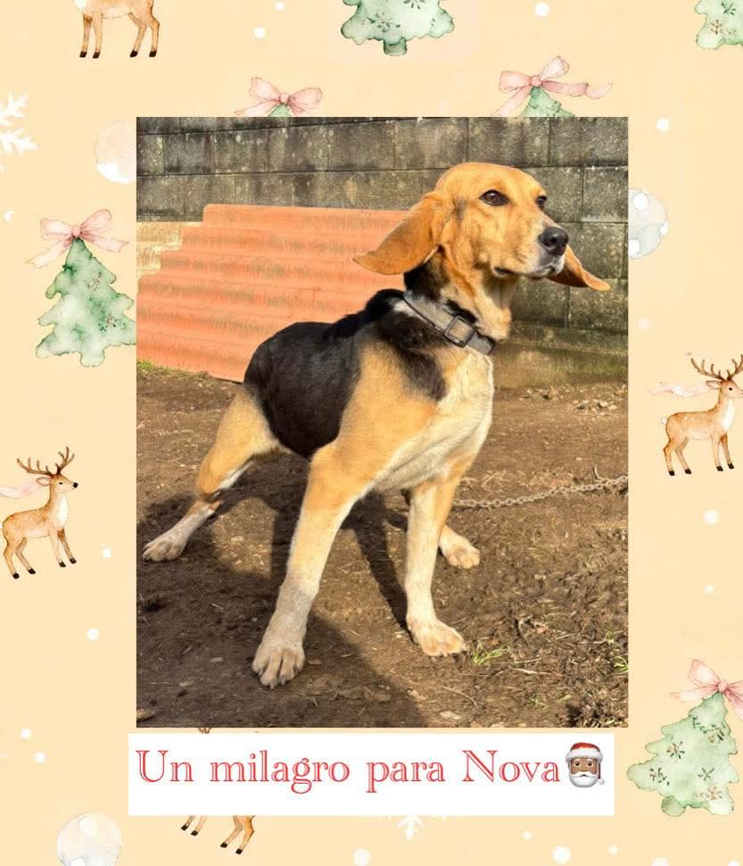 Nova, a cadela que busca casa de acollida en Carballo (A Coruña)
