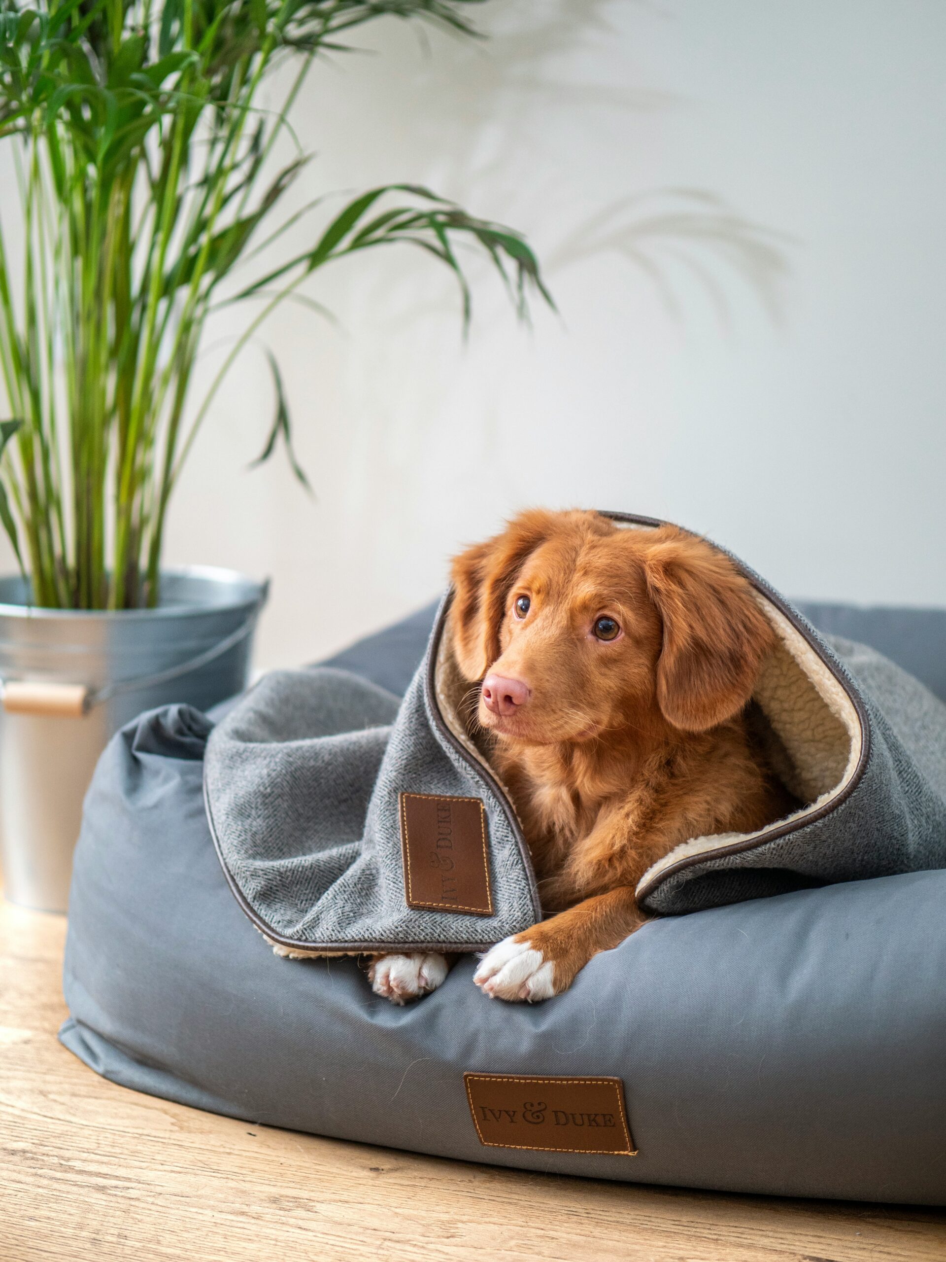 Un can de tamaño medio descansa tranquilo nun sofá, nun recuncho acolledor da casa, representando o seu espazo seguro nos primeiros días de adopción.